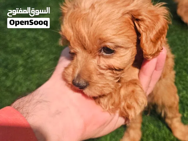 Maltipoo male and female puppies مالتيبو ذدر وانثى