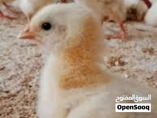 صوص لاحم للبيع