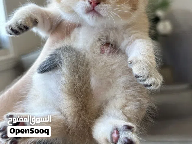 سكوتش فولد
