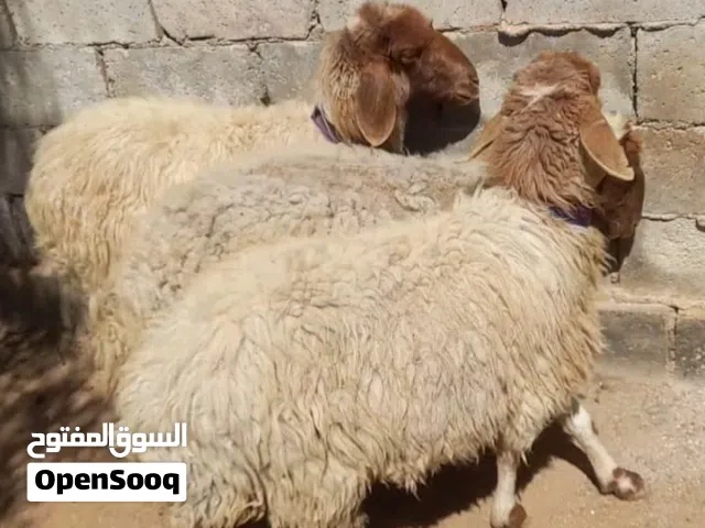اضحيه عقيقه نذر بلدي سن نظيف الموقع سحاب السعر 175 نهائي يوجد خدمه ذبح