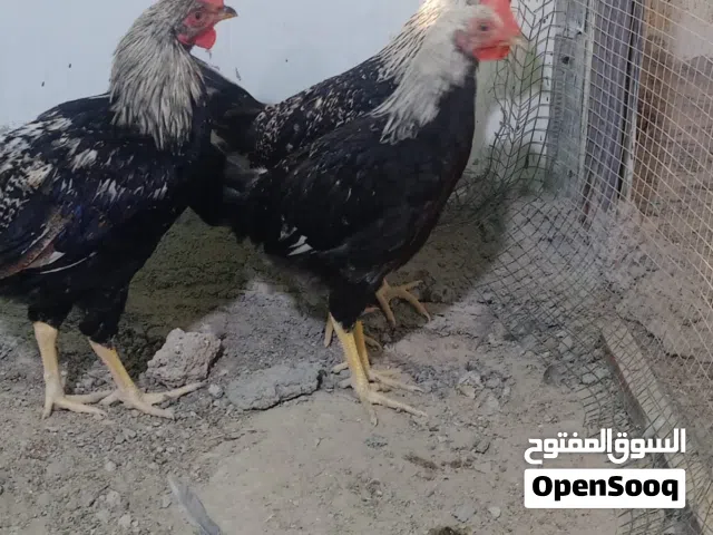 متاح ديوجه دندراوي عمر شهرين ونص وعمر شهر ونص .