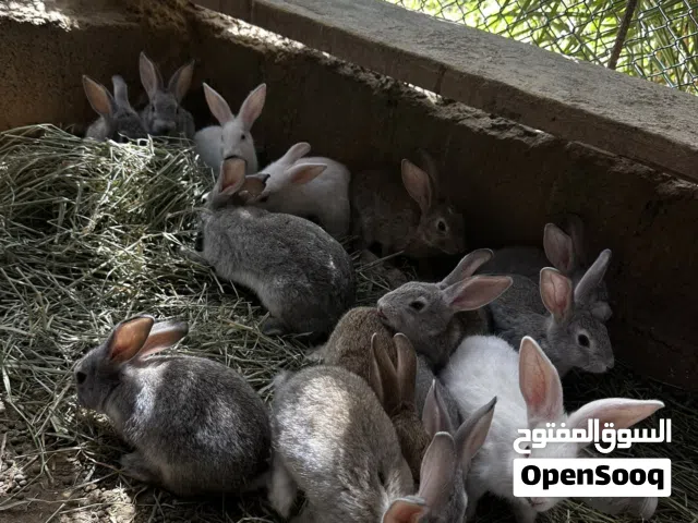 أرانب للبيع متوسطه