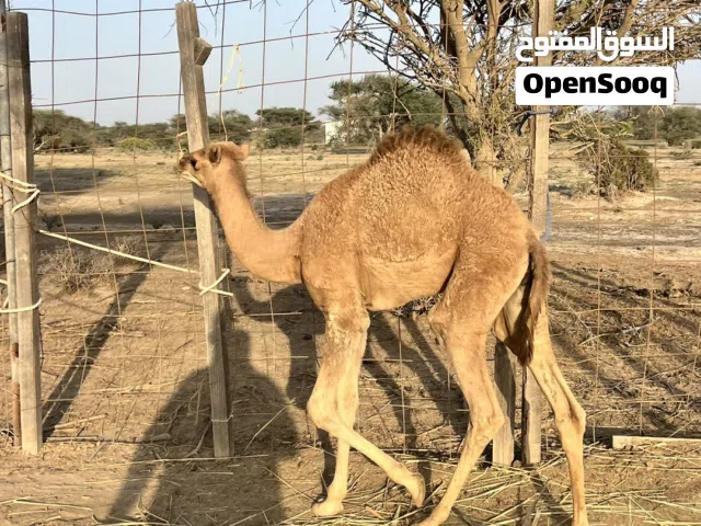 قعود حوار للبيع