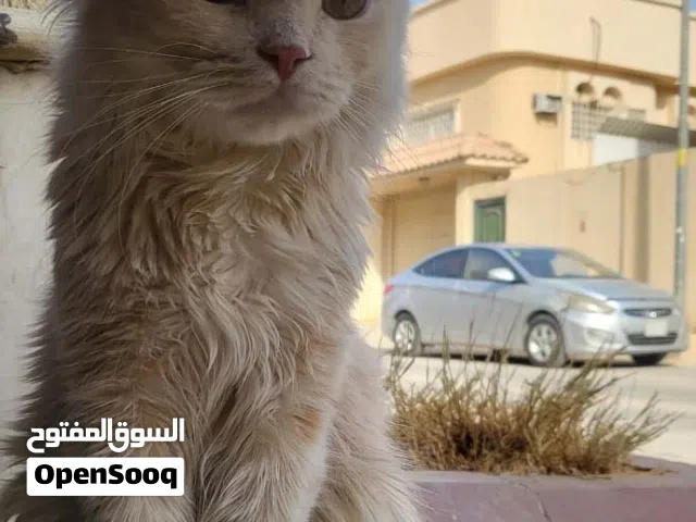 Cat for adoption