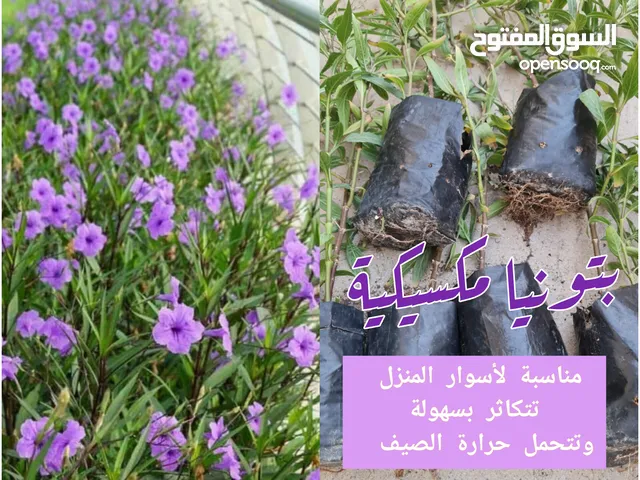 بتونيا مكسيكية مزهرة دائما وصبار ألوفيرا متحملة للحرارة في اصايص حتى نفاذ الكمية