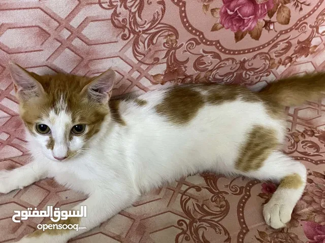 قط ذكر صغير أليف جداً