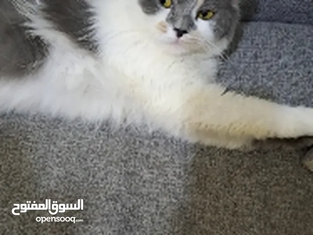 قطط للتبني في الكويت الجهراء