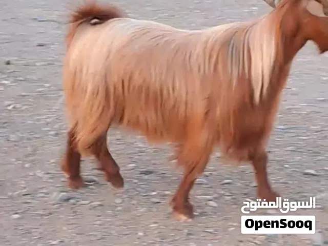 تيوس للبيع