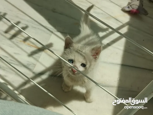 قطة صغيرة للتبني و ليست للبيع