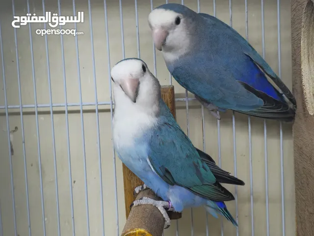 روز فرديات فوايلوت