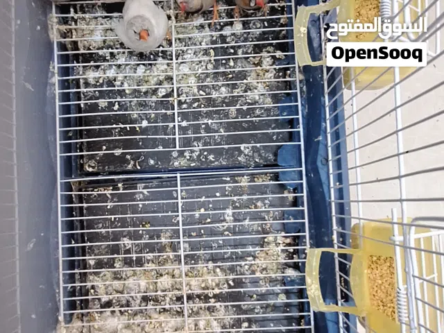6 طروف زيبرا  لي البيع