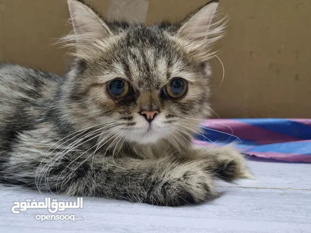 turkish female kitten/قطه تركيه