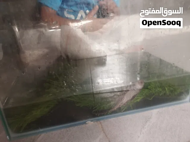 حوض سمك مع سمكه المساح