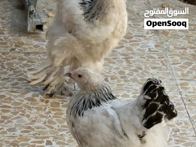 سيت دجاج ابراهما هرفيات عمر 4تشهر ونص