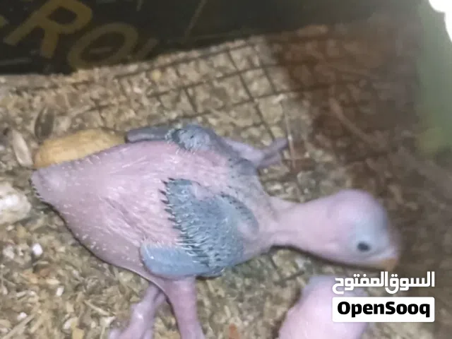 فروخ الدره الأخضر