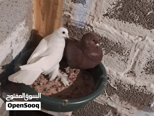 كوبيه حمام الله يبارك