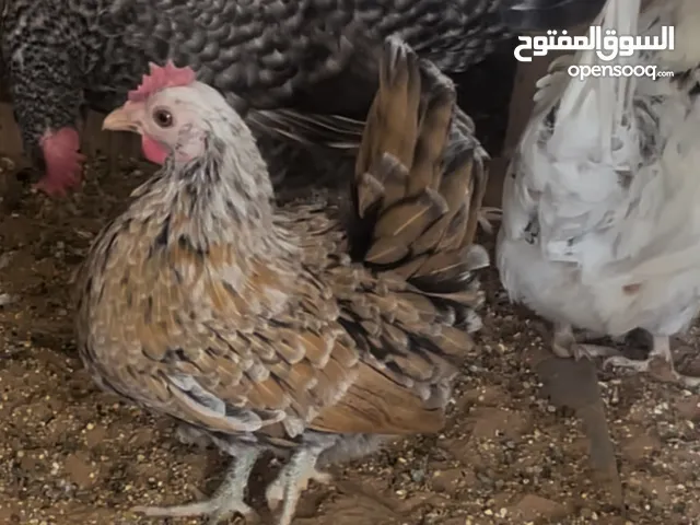 دجلج حبحب عماني و جبانيز