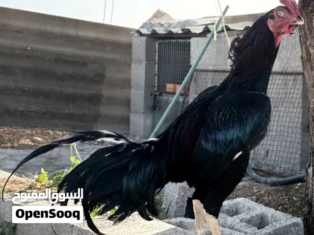 طير باكستاني