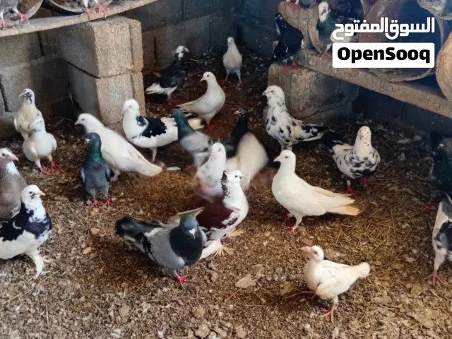 حمام عربي غليظ وزاجل