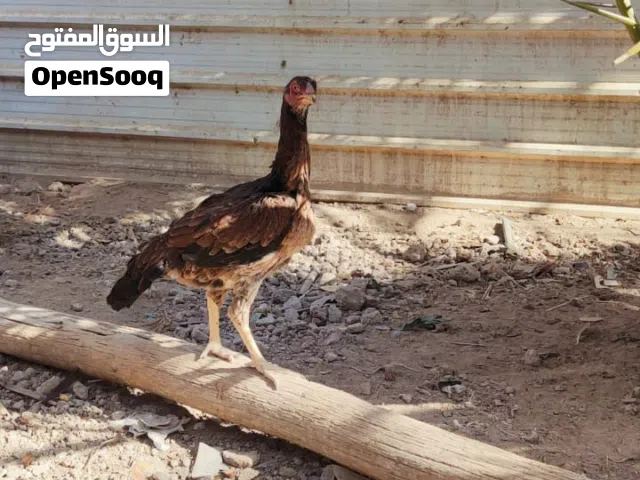 دجاج هندي رس حلو