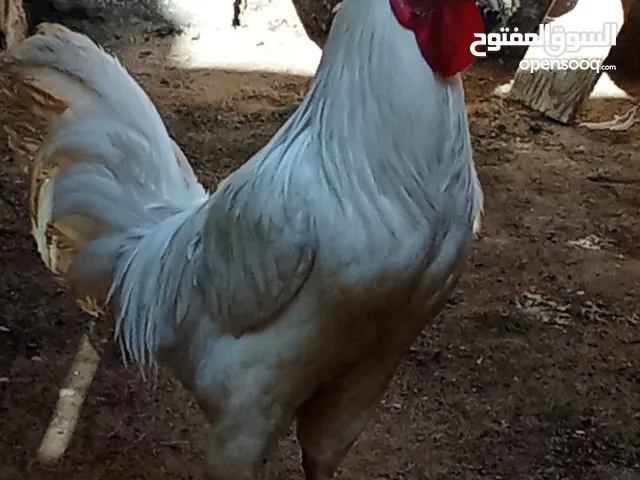 ديك للبيع بصحه جيده