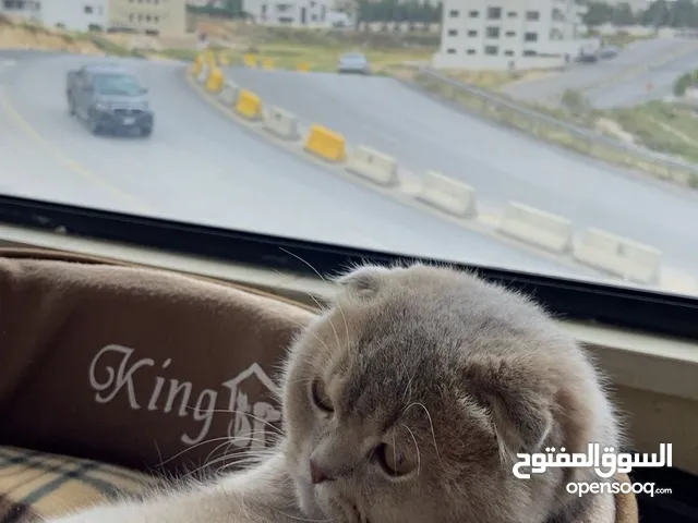 قط سكوتش فولد عمر 8 اشهر