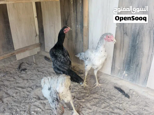 3 داجاج من حلال ابو علي طائي كلهن بياضات 100 قفل