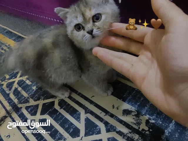 قط شيرازي لعمر شهرين