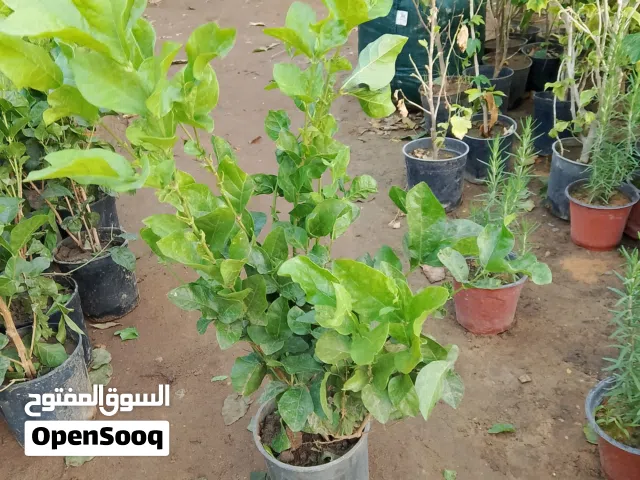 موجود ای نوع شجر و نباتات   نخل ،واشنتونیا ، کننا،الفا اسفرل جنا، کرفس،دادونیا،  کل شجر فلوس لحال