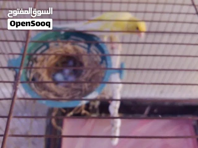 جوز كنار بدون قفص