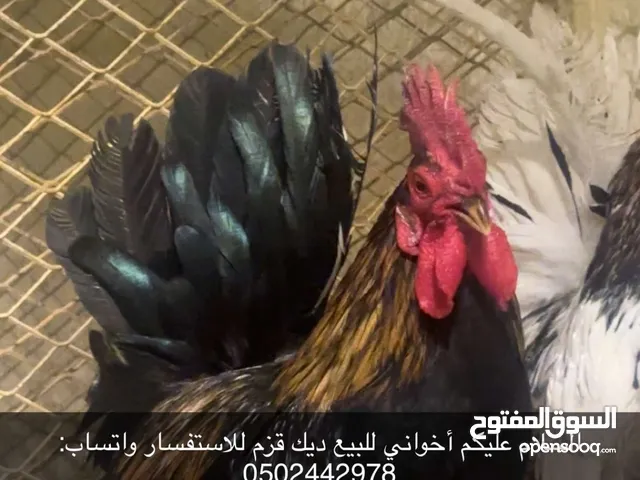 للبيع ديك قزم