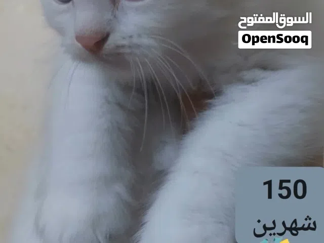 متوفر  قط مكس شيرازي  انجورة تركي  عمره شهرين