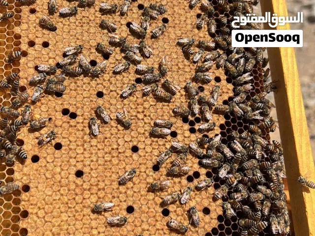 يتوفر معي خلايا