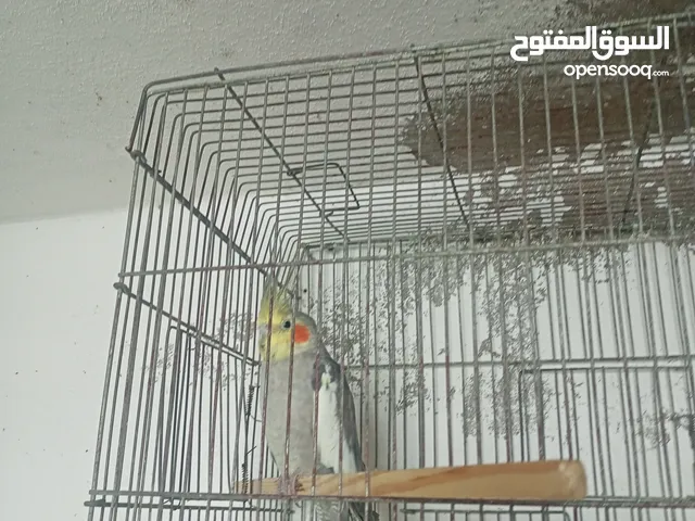 عصفور كوكتيل للبيع