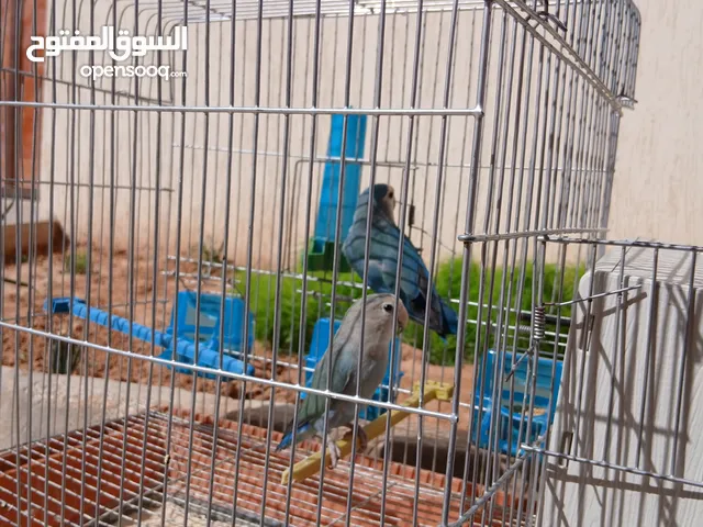عصافير الروز