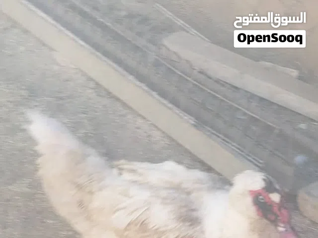 بط  للبيع – إنتاج وجودة عالية نوفر بط  مختار بعناية صحي، قوي، ومناسب للتربية المنزلية مضمون