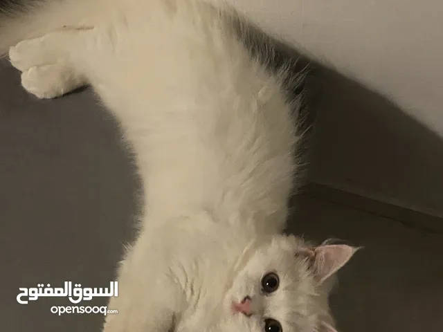 قطط شيرازيه