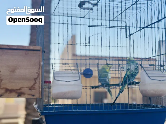 كوبيه بقلينو