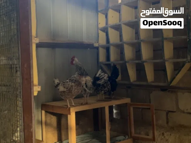 دجاج عربي ماكنتوش