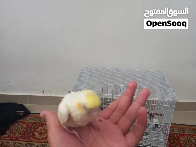 كوكتيل مفطوم مروض فل