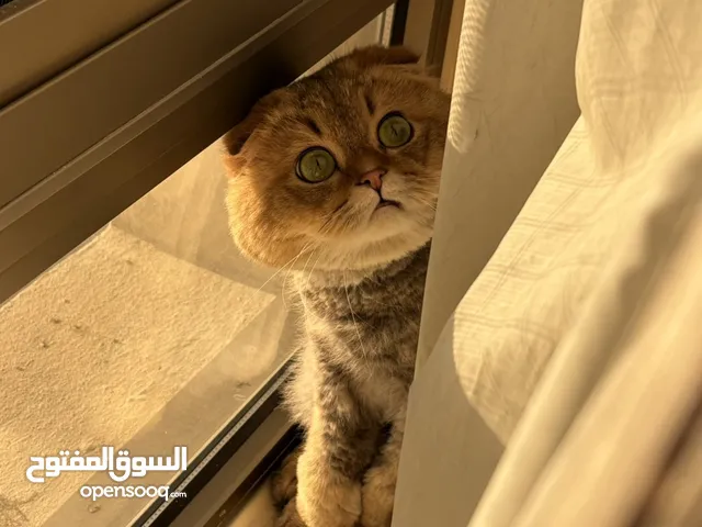 متاح سكوتش للتزاوج فولد بيور من اهل مستوردين ذو سلاله مطلوب انثى سكوتش ستريت يفضل نثيه بيضه