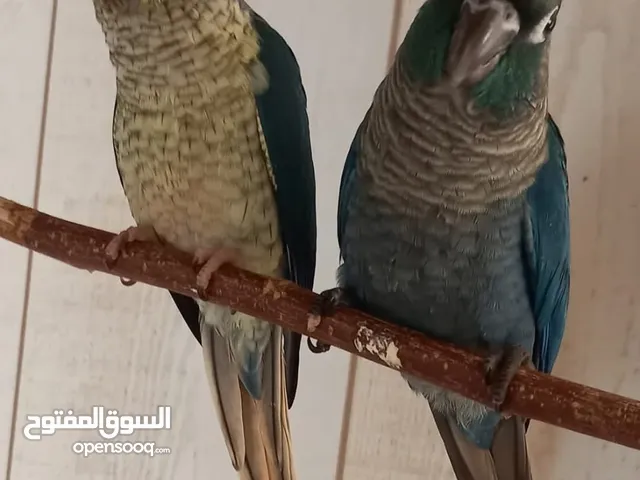 Turkish Blue Conure pair