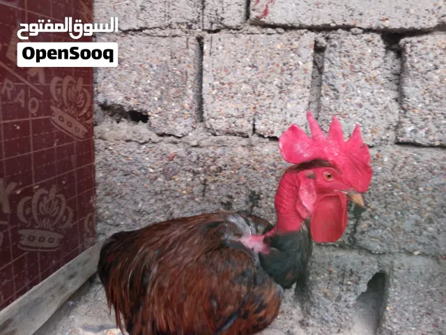 السلام عليكم ديج عرب ابو ركيبة للبيع