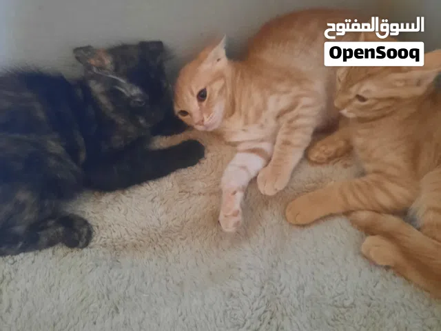 قطة شيرازي مع صغارها للتبني