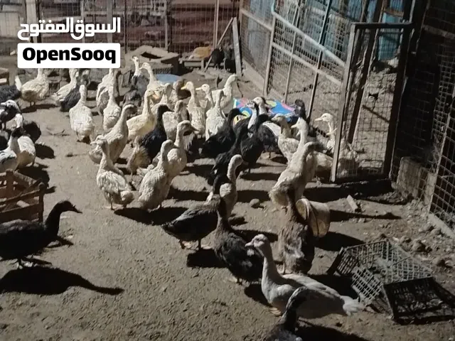 بط بلدي عدد 60 حبه نحب النخب على وجه شغل وفي منو شتغل