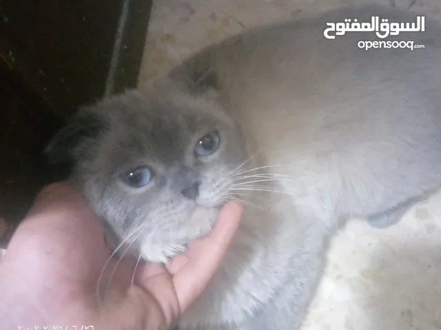للبيع للبيع