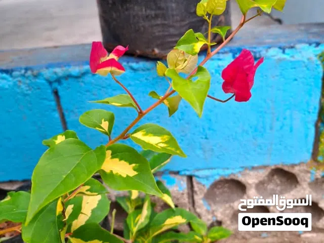 جميع انواع الاشجار المثمرة والزينه