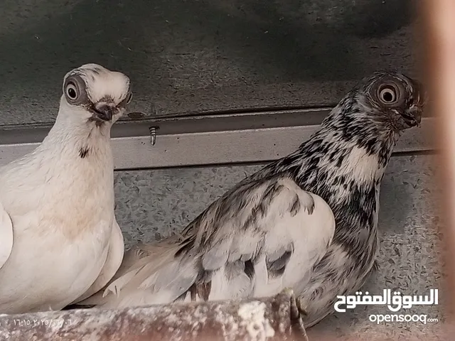 جوز حمام فينرات بيدوبيست نخب اول