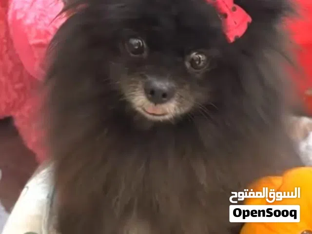 كلب بومرينيان - Pomeranian Dog