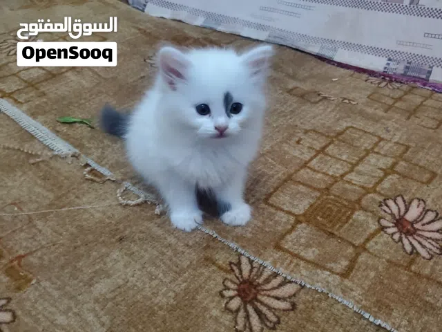 قط مااعرف نوعة مثل ماموضح بصورة